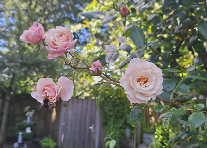Natuurbungalow Het Koolmeesje Tatil parkı